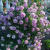 Una Sola Planta de Rosas con Flores Grandes y Capullos, Adecuada para Uso en Interiores y Exteriores, Se Puede Enviar
