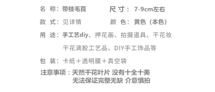 带枝毛茛.png
