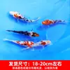 Alevines Vivos de Pez Dorado Ornamental Rojo y Blanco de Raza Pura para Agua Fría, Pez Ornamental Koi Rojo Resistente al Agua Dulce Tricolor