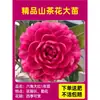 Camelia Xiangfei en maceta con brotes, flor roja de cinco colores, fácil de cultivar en interiores, florece en cualquier estación.