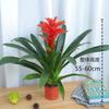 Plantas de Interior em Vaso com Folhas Verdes: Pothos, Menta, Planta Cobra, Árvore do Dinheiro, Jasmim e Outras Combinações de Plantas Verdes