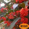 Plántulas de Osmanthus en Maceta Perennes de Cuatro Estaciones Florales Madera de Águila Injertada Agosto Osmanthus Dorado y Osmanthus Plantas de Patio para Interiores y Balcones