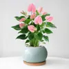 Planta en Maceta de Anturio con Flores, Planta de Interior para Escritorio de Oficina, Planta Verde para Sala de Estar, Purifica el Aire, Bonsái Fácil de Mantener