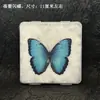 Venta Directa al Por Mayor de Fábrica de Especímenes Reales de Mariposas con Alas Extendidas, Diversos Insectos y Escarabajos, Accesorios para Fotos, Educación Científica, Especímenes Naturales