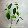 Plantas Verdes Estilo Floresta Simulada e Paisagens com Folhas Verdes, Arranjos Florais para Casamentos em Hotéis Estilo Floresta ao Ar Livre, Projetos de Paisagismo para Ruas e Jardins