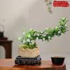 Aspargo em Vaso Plantas Verdes de Interior Pequeno Vaso para Mesa de Escritório Sala de Estar Florais Perenes o Ano Todo Fácil de Cuidar Bambu Nuvem