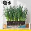 Maceta Rectangular de Autorriego para Uso Doméstico para Cultivar Cebollas, Maceta Pequeña para Cebollas de Balcón con Tierra, Maceta para Verduras con Pintura Colorida