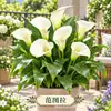 Bulbo de Lírio-do-calla Colorido Tubérculo Rizoma Flores de Jardim Plantas em Vaso Plantação de Quatro Estações Bulbo de Lírio-do-calla Holandês