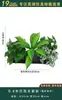 Flores Artificiais Plantas Verdes Conjunto de Divisória Decorativa Flores de Plástico e Seda Decoração de Paisagismo Arranjo de Paisagem Exibição de Janela Interna