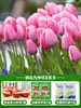 Tulipanes Hidropónicos al por Mayor 5 Grados Bulbos Grandes Resistentes al Frío para Invierno Interior/Exterior Fáciles de Cultivar para Principiantes Flores en Maceta Plantas