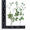 Broto de pinho de Tang com galhos para absorver cor flor seca marcador de página em relevo porta-retrato espécime de planta luminária de mesa DIY material de flor de ventilador