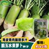 Semillas de Rábano Jade Crujiente Zhongzheng, Semillas de Rábano Frutal Shawo Crudo Crujiente y Dulce, Huerto Granja Verduras en Maceta