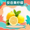 Entrega Mayorista de Limón Amarillo Anyue de Sichuan 1/2/3/ 2.5kg Frutas Amarillas Grandes para Tiendas de Té con Leche Fruta Fresca Comercial