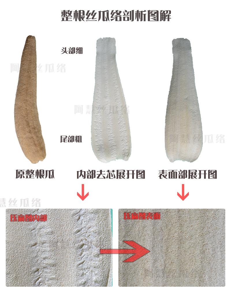 丝瓜解析_01.jpg