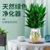 Planta hidropónica de bambú Guan Yin con raíces, planta verde decorativa, bambú de la suerte, planta verde, planta de interior en maceta, bambú de la fortuna con jarrón, fácil de cuidar