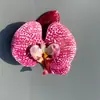 Simulação Película Impressa em 3D Cabeça de Flor Phalaenopsis Amazon PU Impermeável Decoração de Cabeça de Flor Phalaenopsis Phalaenopsis em Estoque