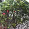 Malla especial anti-pájaros para árboles frutales, cerezo, uva y cubierta protectora para verduras, cubierta de malla de nailon, malla anti-pájaros para frutas al por mayor