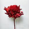 Alcachofra imortal flor de neve flores secas voz de chocalho ao vivo com flores secas flores imperiais flores secas de Yunnan alcachofra em estoque atacado