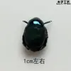 Especímenes de Insectos Mariposa, Insectos Reales, Animales, Escarabajos, Escarabajos Rinoceronte, Accesorios de Fotografía para Enseñanza y Educación, Envío Gratis a partir de 20 Yuan