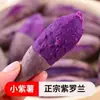 Camote morado dulce de Yunnan, verduras frescas, camote dulce miel Yanshu, camote de campo arenoso, camote de castaña, camote cultivado en granja