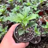 Mudas Coloridas de Pimenta em Vaso São Comestíveis e Ornamentais, Mudas de Pimenta Coloridas e Levemente Picantes São de Alta Produtividade e Podem Ser Plantadas em Massa por Pessoas Preguiçosas em Todas as Estações