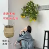 Planta de Limonero en Maceta con Fruta Comestible Planta Verde Alta para Sala de Estar Planta Grande Interior Balcón Perenne Todo el Año