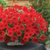 Semillas de Petunia Colgante Importadas, Plantas de Maceta de Petunia Colgante Fáciles de Cultivar, Semillas de Flores para Todas las Estaciones, Tasa de Germinación 80%