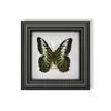 Raro Adorno Pequeño de Insecto Precioso con Rayas Verdes, Espécimen de Mariposa Azul, Regalo de Cumpleaños para Personas Mayores, Amigos o Niñas, Marco de Espécimen de Mariposa