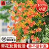 Plántulas de Flor Lingxiao Resistentes al Frío, Enredaderas Trepadoras, Florales de Floración Cuatro Estaciones, Plántulas Grandes, Plantas Verdes, Plantas en Maceta, Florales de Petardos para Patio Balcón, Glicina