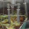 Máquina de fritar pimenta Frigideira quente Panela quente tempero mexer máquina de fritar Máquina de fritar automática