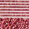[barato] pulsera bodhi de salsa de ciruela negra, manzana gorda, cuentas sueltas, pulsera DIY, joyería femenina, accesorios, cuentas al por mayor