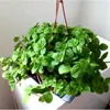 Plántulas de Cinta, Hiedra, Clorofito, Planta de Labial, Peonía, Planta de Cinta, Cinta Perla, Plantas Verdes Colgantes para Balcón de Interior