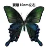 Espécime de borboleta borboleta original asas não abertas várias borboletas originais borboleta diversa diy inseto coleção de ensino para jardim de infância fotografia atacado