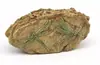 Trilobite paleobiológico, fósil auténtico, caja decorativa para reptiles, paisaje desértico, tabú, melena húmeda, adornos de reptil león