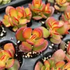 Base de planta suculenta autoproducida y autovendida al por mayor suculentas pequeñas combinación de flores plantas en maceta plantas carnosas Lithops Haworthia