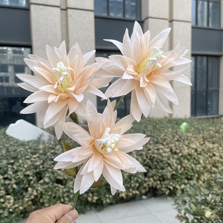 新3头大爪菊-sxftx-香槟.JPG
