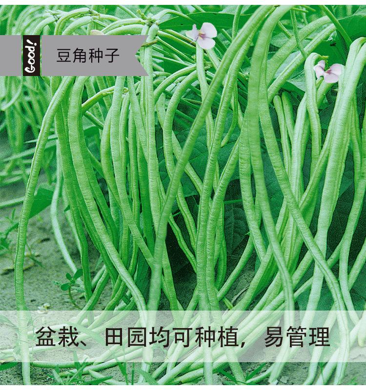 不搭架长豆角03-1