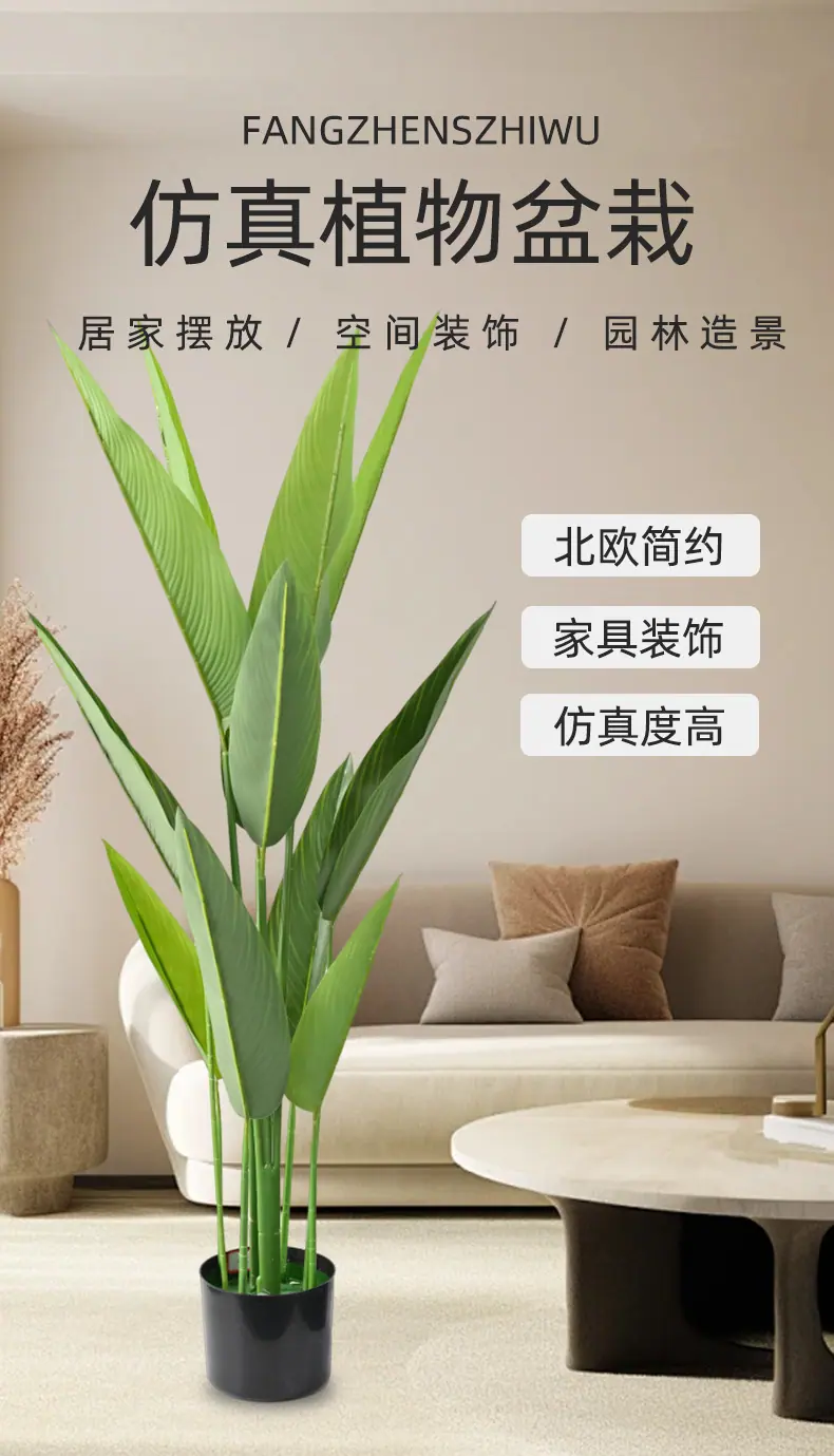 美人蕉盆栽