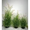 Simulação Reed Artificial Reed Grass Atacado Planta Falsa Shopping Decoração para Casa Cebola Dog Tail Grass Simulação Planta Verde