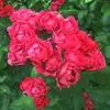 Rosas Trepadoras de 1.5 m con Aroma Fuerte, Plantas Trepadoras para el Jardín, Rosas en Maceta de Floración Multitemporada que Florecen Todo el Año