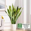 Orquídea Tigre com Borda Dourada Planta Verde em Vaso Suculenta Grande para Interior Fácil de Cuidar Todas as Estações Sala de Estar Absorvedora de Formaldeído Planta Grande em Vaso