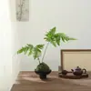 Helecho de Fósforo Rojo Familia de Helechos Helecho de Una Hoja Planta Pequeña en Maceta Tolerante a la Sombra Fácil de Cuidar Planta Verde Mesa de Centro Planta de Follaje Perenne de Interior Estilo Zen Bonsái