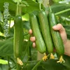 Sementes de Pepino Fruta Holandês Sementes de Pepino Pequeno Sem Espinhos O Ano Todo Vasos de Varanda Sementes de Vegetais de Jardim