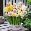 Bulbos de Narciso de Flor Doble Transfronterizos Florecen en Todas las Estaciones, Flores de Maceta para Interiores, Flores Resistentes al Invierno Cultivadas en Hidroponía y Tierra, Semillas