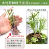 Método Antiguo Piscicultura Plantas Acuáticas Persona Perezosa Plantas Purificadoras de Calidad del Agua Set de Paisajismo Nueve Coronas Verdes Crisantemo Verde Lenteja de Agua Tanque Nativo