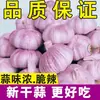 Ajos Morados de Jinxiang, Shandong, Ajo Seco 2.5 kg al por Mayor 2025 Semillas de Ajo Fresco 10 Semillas de Ajo de Granja 3 Amazon