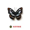 Especímenes Tridimensionales de Mariposas e Insectos Reales para la Educación Científica Infantil en Jardines de Infancia, con Alas Extendidas, Diseño de Estilo Fotográfico 1