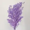 Venta al por mayor de Flores de Pino Inmortalizadas para Flores Secas Transfronterizas, Productos Florales DIY, Ramos, Decoración del Hogar, Arreglos Florales con Flores Reales, Yunnan