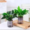 Platino Diamante Maceta Rábano Verde Cesta Flor Planta de Interior Flor Hidropónica Planta Verde Suculenta Fácil de Cultivar Árbol del Dinero Flor de Alto Valor