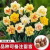 Bulbos de Narciso Doble Pétalo de Zhangzhou Resistentes al Frío Invernal Hidropónico Muy Fragante Planta de Flor en Maceta Base Directa al Por Mayor